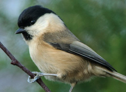 A willow tit sits perched on a tree branch