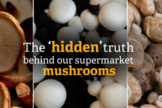 The 'hidden' truth behind our supermarket mushrooms.