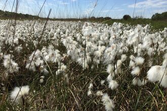 Cottongrass on Astley Moss by Alan Wright