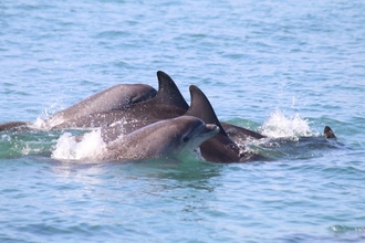 Cardigan Bay bottlenose dolphins - credit Sarah Perry