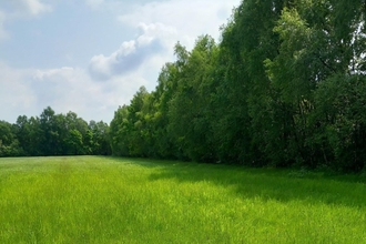 The new land acquired next to Astley Moss, Greater Manchester. A green field of grass bordered by trees.