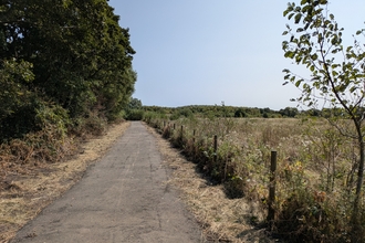 A tarmacked path next to a wildflower meadow and trees
