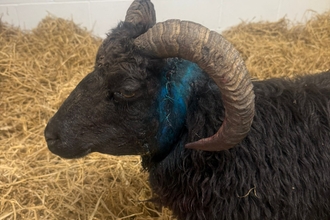 Sheep stitched up with healing gel