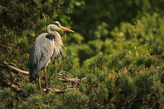 A grey heron standing in a conifer tree