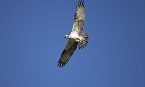 An osprey flying over a nature reserve against a bright blue sky