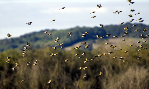 A goldfinch flock flying high in front of trees