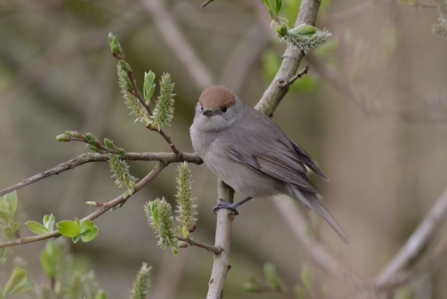 A female blackcap with a chestnut head perched on a twig