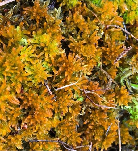 Gold and yellow coloured golden bog moss