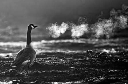 Black and white photo of Canada goose showing it's misty breath