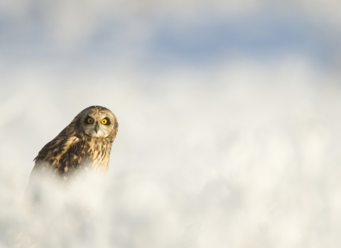 A short-eared owl sitting in the snow and looking into the camera