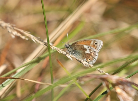 Manchester argus butterfly resting on grass