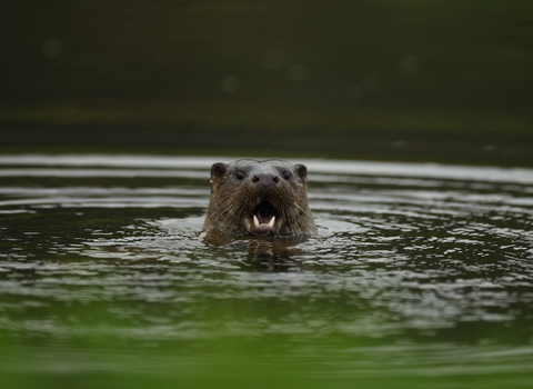 Otter opening its mouth with head above river water