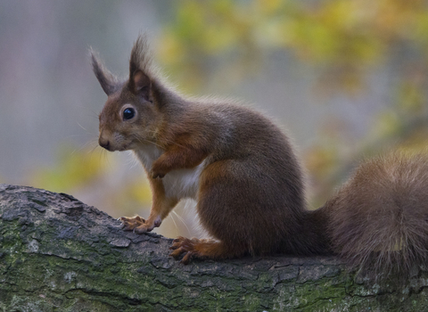 red squirrel resting on branch