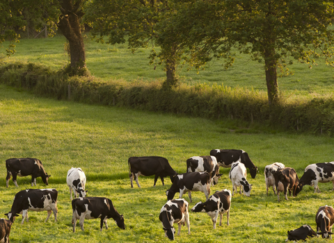 multiple cows grazing on grass