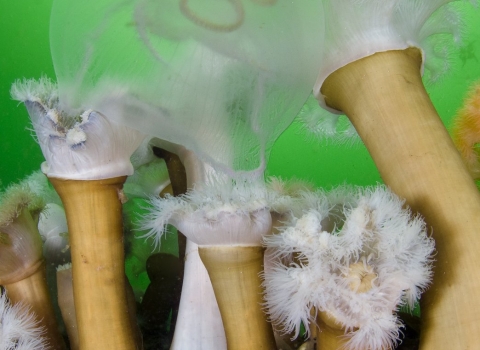A group of anemones eating a moon jellyfish