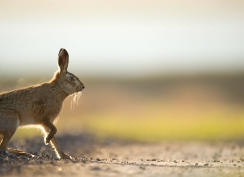 A brown hare running across a gravel path