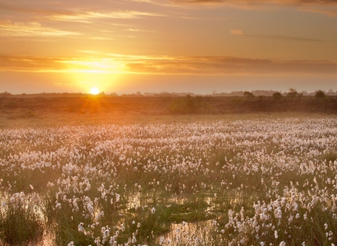 A healthy bog rich with cottongrass at sunset