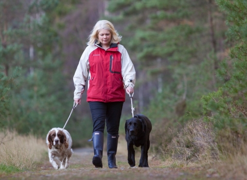 A woman walking two dogs on leads through woodland