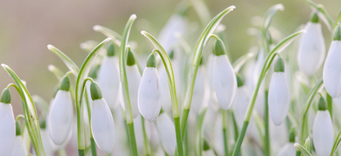 Snowdrops in bloom