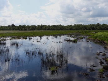 Astley Moss by Dave Steel