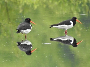 Oystercatchers by Dave Steel