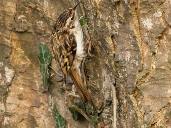 A well camouflaged treecreeper against the bark of a tree