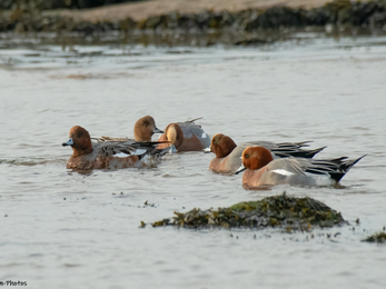 A flock of wigeon ducks by Janet Packham