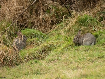 Two wild rabbits at Heysham. Credit Janet Packham