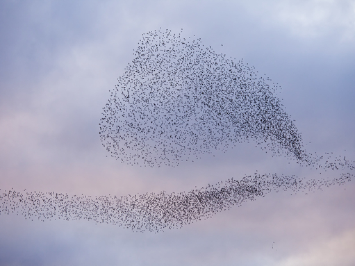 What is a starling murmuration and why do they form? | The Wildlife ...