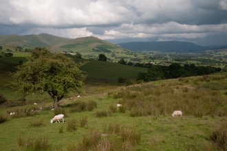 Upland acid grassland and rush pasture