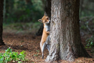 Fox by Peter Smith