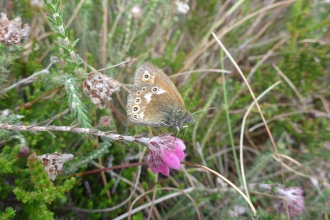 A large heath butterfly perched on a wildflower at Heysham Moss nature reserve