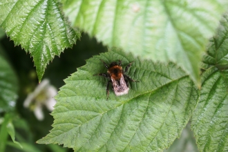 A bee resting on a leaf at Holiday Moss nature reserve