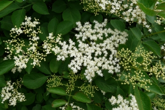 Elderflower