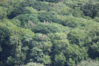 Marsh Harrier