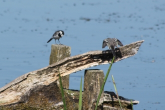 Pied Wagtail