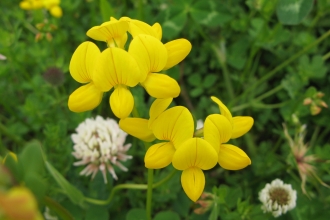 Bird's-foot trefoil