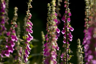 Pink foxgloves backlit by summer sunlight