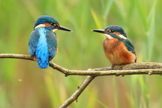 A pair of kingfishers perched on a tree branch together