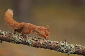 Red Squirrel