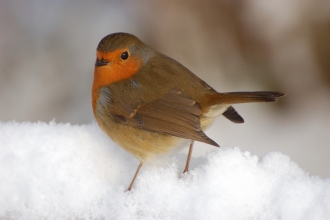 Robin in snow