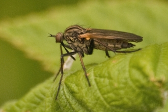 Horsefly by Bob Coyle