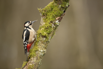 A great-spotted woodpecker climbing up the trunk of a mossy tree