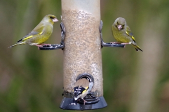 Two greenfinches and a goldfinch on a bird seed feeder