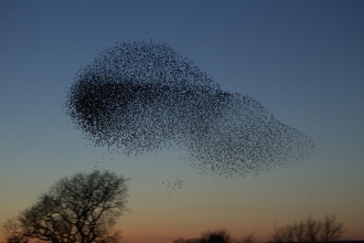 A murmuration of starlings flying over trees at sunet