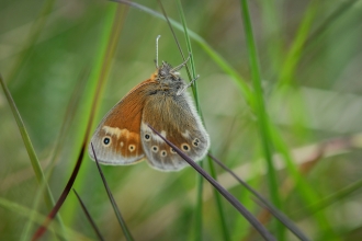 A reintroduced large heath butterfly after release