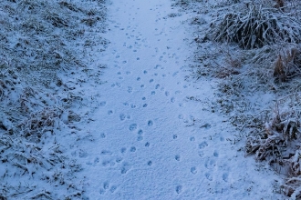 Tracks in the snow