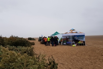 Christmas Tree Planting