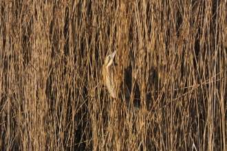 A bittern in the reeds at Doffcocker Lodge in Bolton