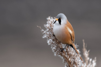 A male bearded tit sitting on a reed at Lunt Meadows nature reserve